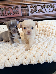 Chihuahua kutsikad (10 foto / 10)