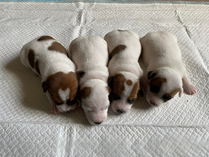 Jack Russell terjeri kutsikas (2 foto / 2)