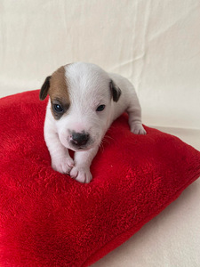 Kutsikad Jack Russelli terjer (4 foto / 9)
