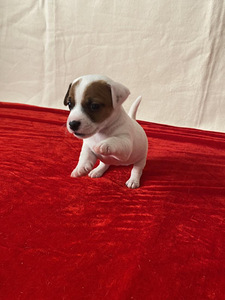 Jack Russelli terjer