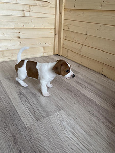 Kutsikad Jack Russelli terjer (3 foto / 10)