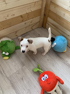 Kutsikad Jack Russelli terjer (7 foto / 10)