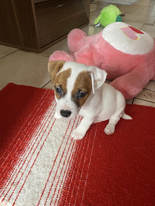 Kutsikad Jack Russelli terjer (9 foto / 10)