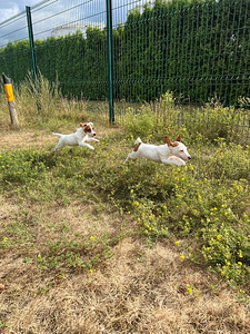 Kutsikad Jack Russelli terjer (6 foto / 6)