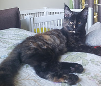 Maine Coon