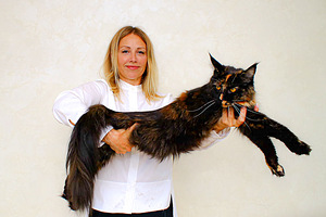 Maine Coon (5 foto no 5)