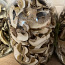 Kuivatatud seened (foto #1)