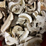 Kuivatatud seened (foto #2)