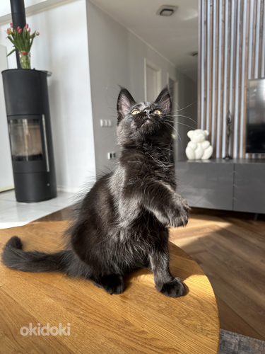 Maine Coon