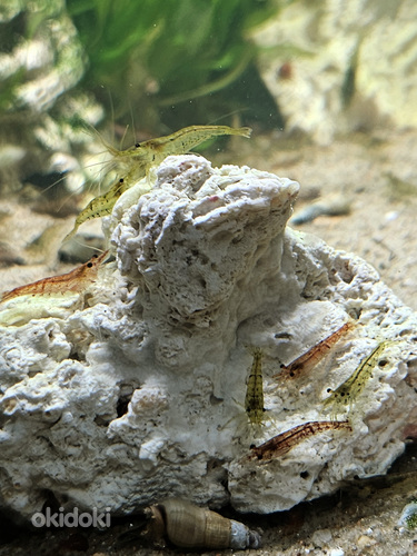 Krevetid Neokaridina