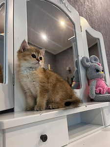 British shorthair (5 foto / 5)