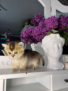 Манчкин (10 фото из 10)