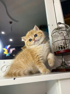 British shorthair (1 foto / 10)