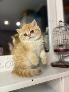 British shorthair (4 foto / 10)