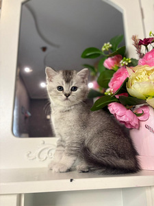 British shorthair (3 foto / 10)