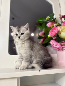 British shorthair (5 foto / 10)