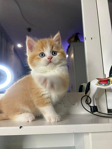British shorthair (4 foto / 10)