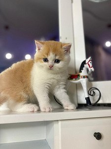 British shorthair (9 foto / 10)