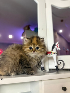 Британские котята (6 фото из 8)