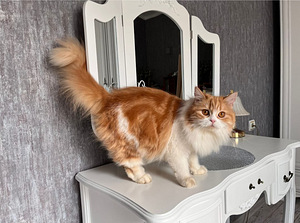 Британские котята (8 фото из 8)