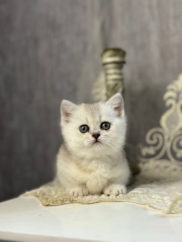 Munchkin