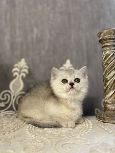 Munchkin (7 foto / 10)