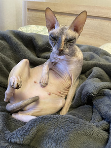 Няня для животных, передержка животных, pet sitter (2 фото из 4)