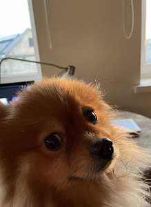 Няня для животных, передержка животных, pet sitter (3 фото из 4)