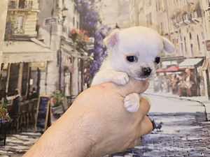 Čivava (1 foto no 8)