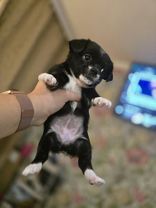 Чихуахуа (2 фото из 10)