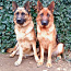 Vokiečių aviganio šuniukai (nuotrauka #5)