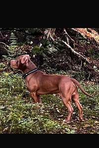 Amerikanpitbullterrieri