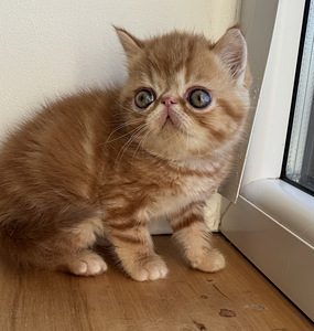 Экзотическая короткошёрстная кошка