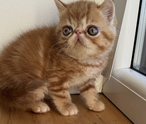 Exotic Shorthair cat