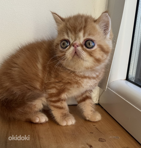 Экзотическая короткошёрстная кошка