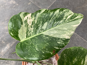 Variegated Monstera albo 1 leaf cutting Tallinn Estonia (6 foto / 8)