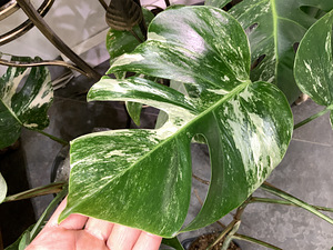 Variegated Monstera albo 1 leaf cutting Tallinn Estonia (8 foto / 8)