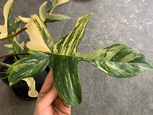 Variegated Philodendron Florida Beauty aurea yellow (1 foto / 4)