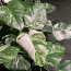 1 leaf cuttting variegated Monstera deliciosa albo (фото #1)