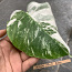 3 leafs Monstera albo variegated 38€ (foto #4)