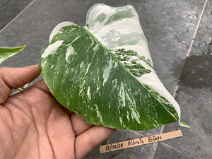 3 leafs Monstera albo variegated 38€ (4 foto / 9)