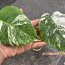 3 leafs Monstera albo variegated 38€ (foto #5)