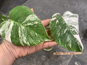 3 leafs Monstera albo variegated 38€ (5 foto / 9)