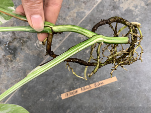 3 leafs Monstera albo variegated 38€ (9 foto / 9)