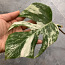 1 leaf cutting Monstera albo variegated (foto #3)