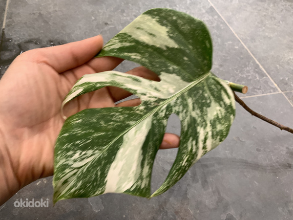 1 leaf cutting Monstera albo variegated (foto #3)