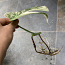 €25 Monstera albo variegated highly (фото #5)