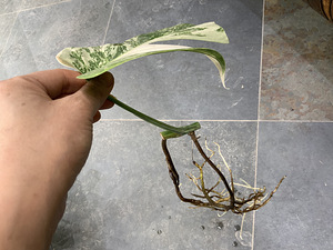 25 € Monstera albo variegated highly (5 foto / 6)