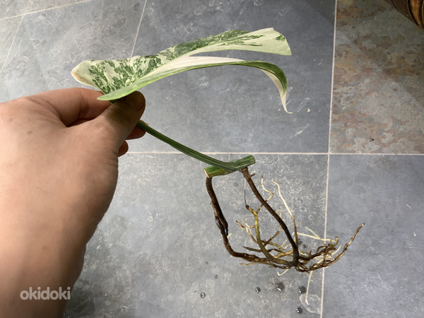 €25 Monstera albo variegated highly (фото #5)