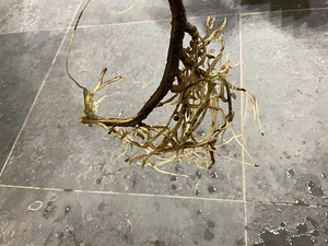 Monstera albo highly variegated (5 foto / 5)